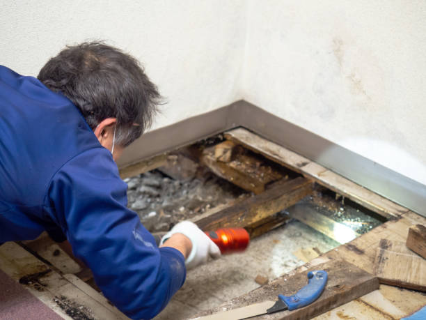 Best Mold Remediation Services  in Belfair, WA