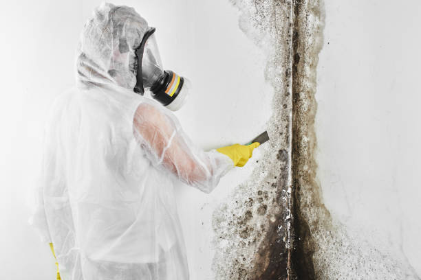 Best Professional Mold Removal  in Belfair, WA