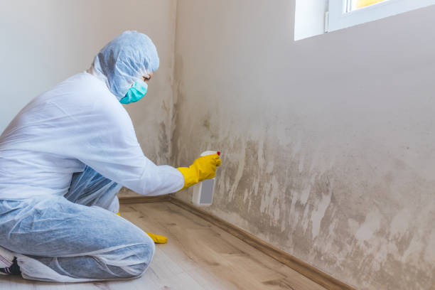Best Mold Damage Repair  in Belfair, WA