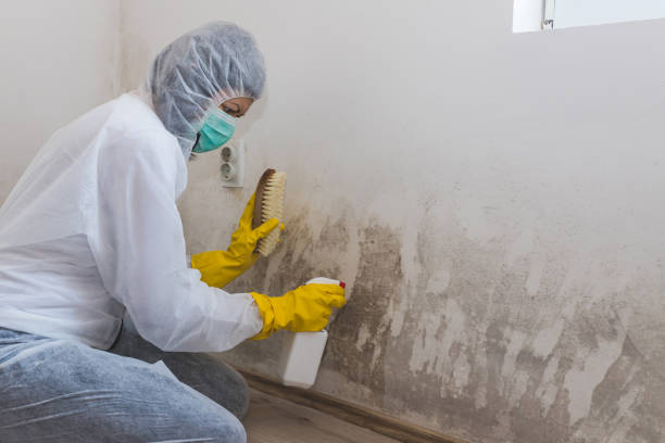 Best Office Mold Removal Services  in Belfair, WA
