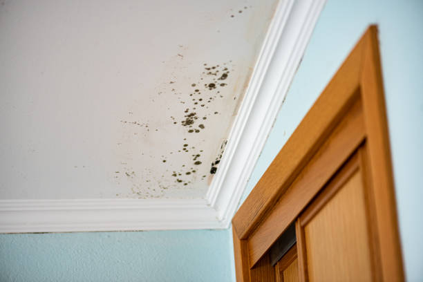 Best Water Damage Restoration  in Belfair, WA