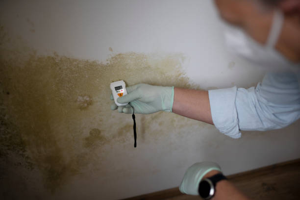 Best Mold Testing  in Belfair, WA