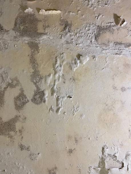 Best Commercial Mold Removal  in Belfair, WA