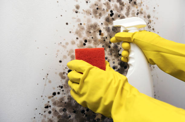 Best Professional Mold Removal  in Belfair, WA