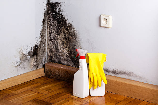 Best Same-Day Mold Removal  in Belfair, WA