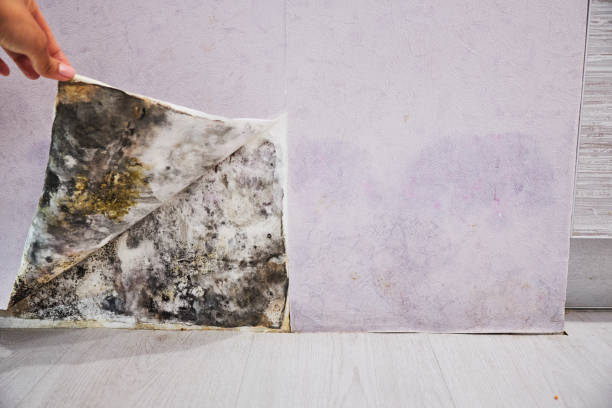 Best Mold Removal Specialists  in Belfair, WA